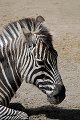 Equus quagga Zebra werk aan de muur wadm werkaandemuur zoogdier zoogdieren fauna faune mammal mammals mammalia mammifere mammiferes natuurmonumenten zoo dierentuin